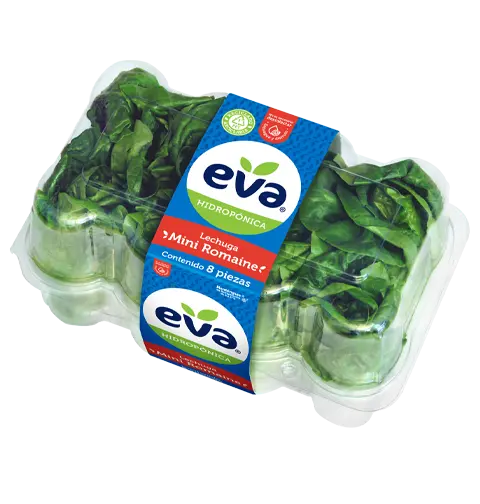 Lechuga Mini Romana (8pack)